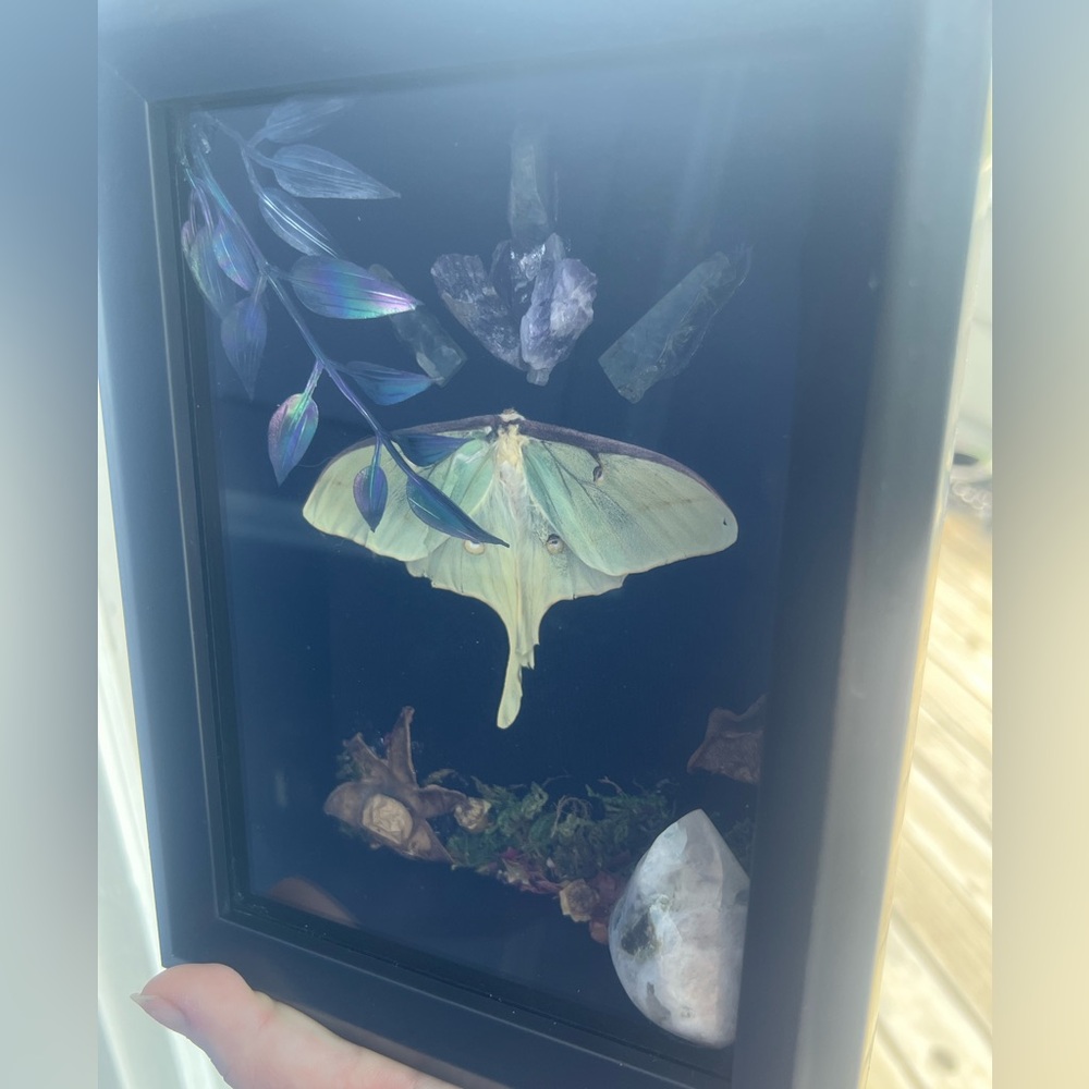 Framed Luna Moth Display